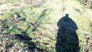 видео: какие сорта груш выбирать для сада и не ошибаться? картинка: какие сорта груш выбирать для сада и не ошибаться?