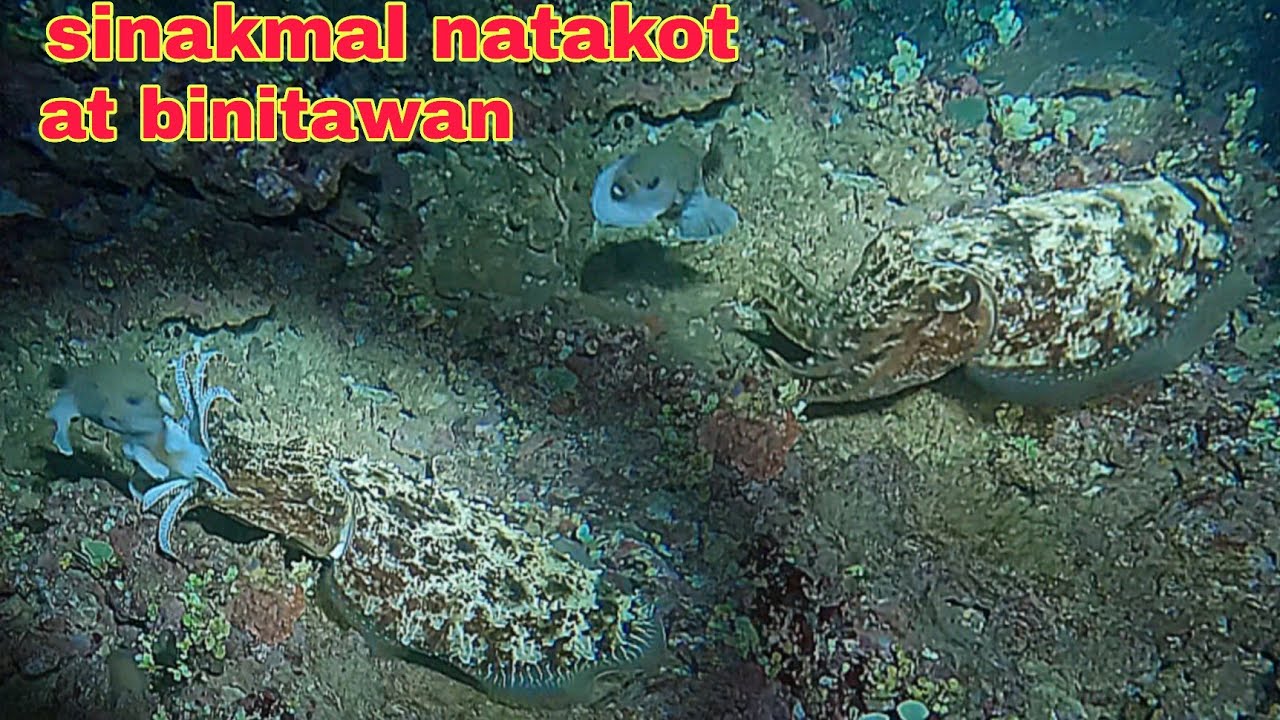 ep640 kulambutan sinakmal ang botete natakot at binitawan