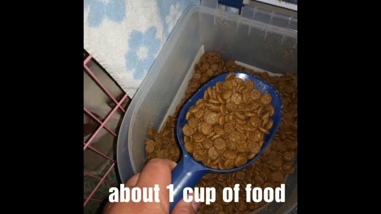 How to feed 5 week old puppies YouTube