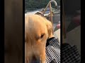 ビールを海辺まで持って来てくれる愛犬ホット君@hotto510#shorts