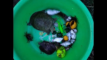 Binbotv ra đồng bắt cá bắt được con cua,con rùa,con ba ba, con ốc ,con tôm ... part 37