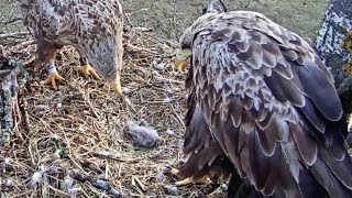 Merikotkas~Elmar brings fish! Ella shows him the Eaglet🥰~5:29 am 2023/05/04