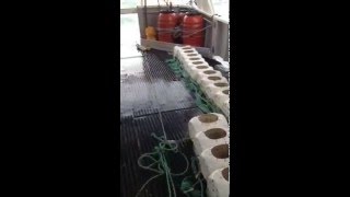 Whelk Potting Shooting The Last String