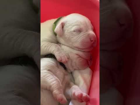 Щенки аргентинского дога открыты к покупке 89189394975 #dogoargentino #аргентинскийдог #puppy