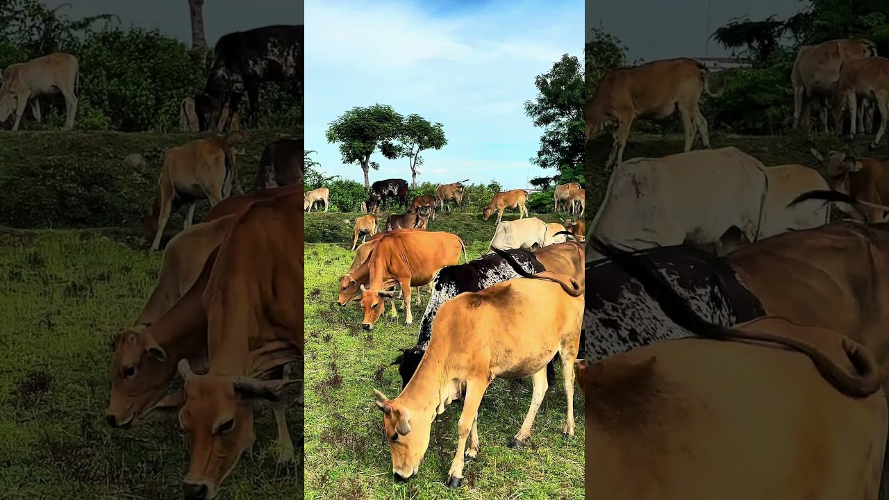 Suara sapi makan rumput| alam sapi| 