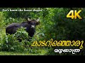കാട്ടിലെ മഴയും കൊണ്ടൊരു യാത്ര!!! Nature Walk | 4K