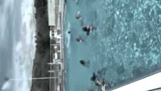 Pedro diving