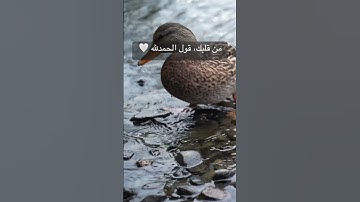 #قرآن#تلاوة#نور_القرآن #راحة_نفسية#طمأنينة#آيات_تهز_القلب #شارك_آية #اكتب_دعوة#قول_آمين#ريلز#اكسبلور