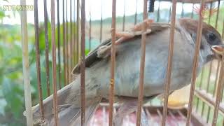 Variasi ocehan burung greja ribut speed rapat suara jernih alami