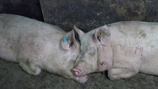 ‼️Мини Обзор Моего Элитного Хозяйства 🐽🐷🐖‼️Генетика Залог Успешного Свиноводства 😎