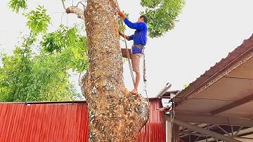 Cưa cây Xà Cừ siêu khủng gần nhà / Sawing a giant Conch tree tree near my house |T930