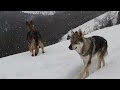 ‎Perros lobo  , nevando por Palombera