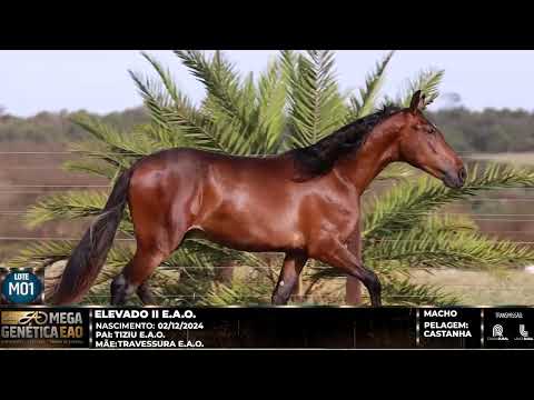 LOTE M01