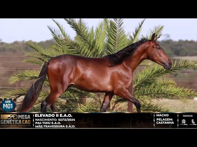 LOTE M01