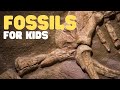 Fossils Uncovered: Insights into Ancient Life and Their Formation