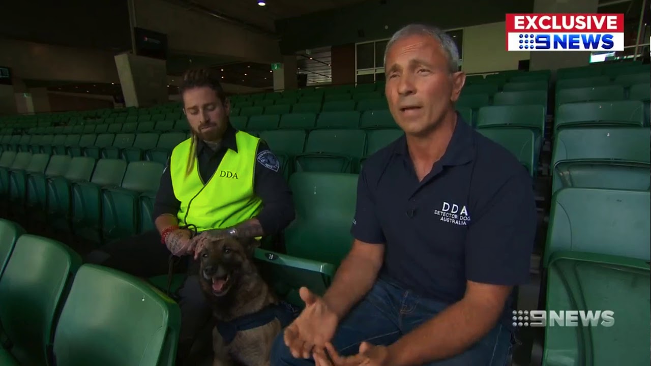Detector Dogs Australia Channel 9 News