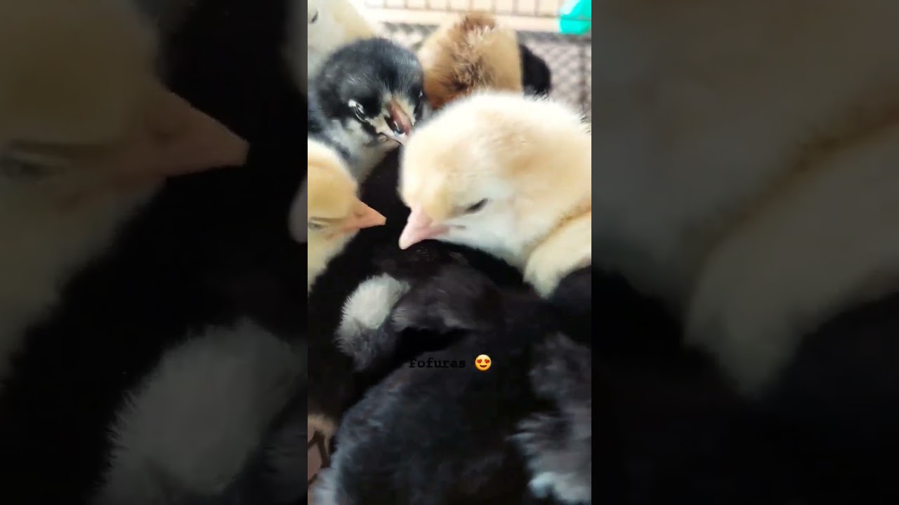 Pintinhos Galinha Balão