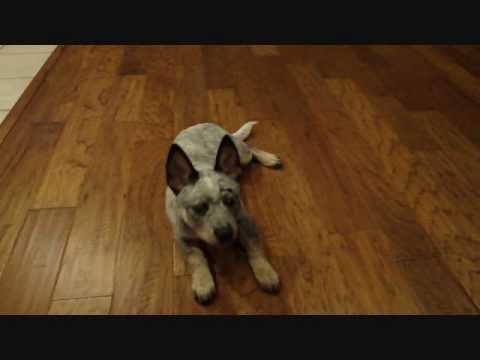 9 week old blue heeler