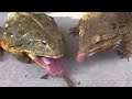  frog and lizardpleasant feeding african bullfrog  bearded dragon no edit version 