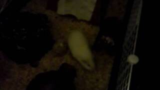 Pigward Ambush
