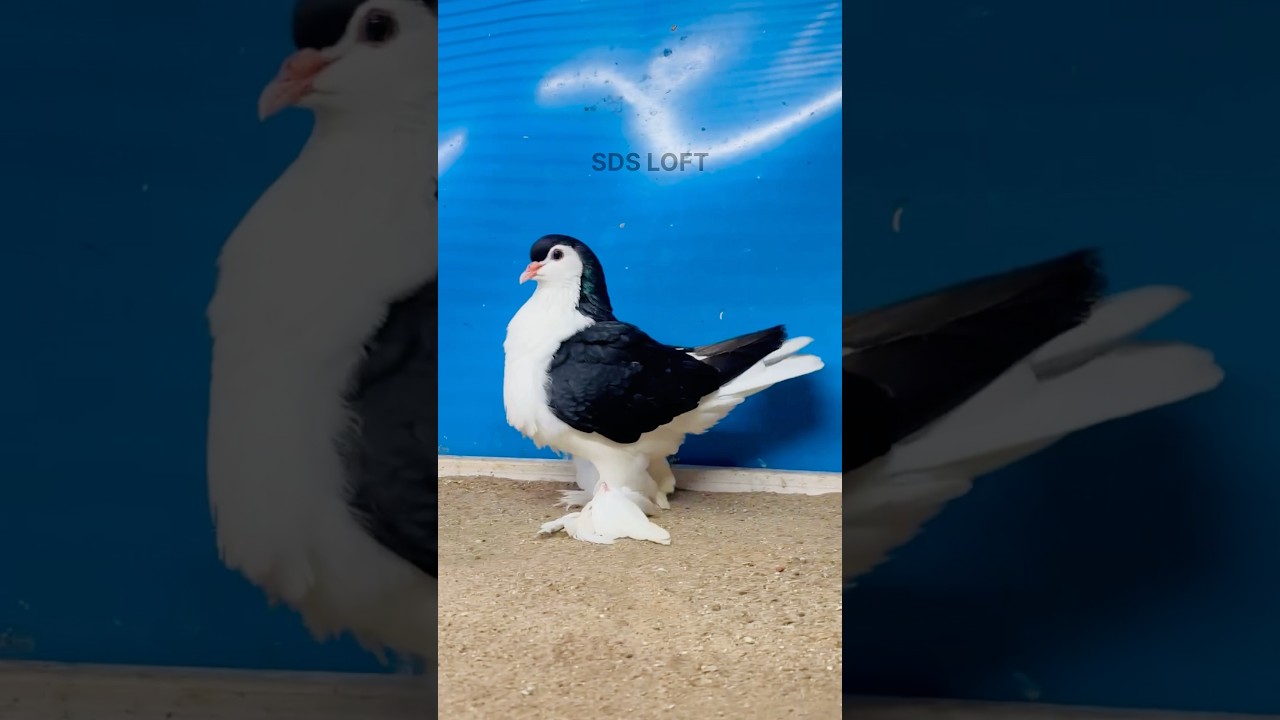 Jermany Lahore female 2024 home breed NFS 