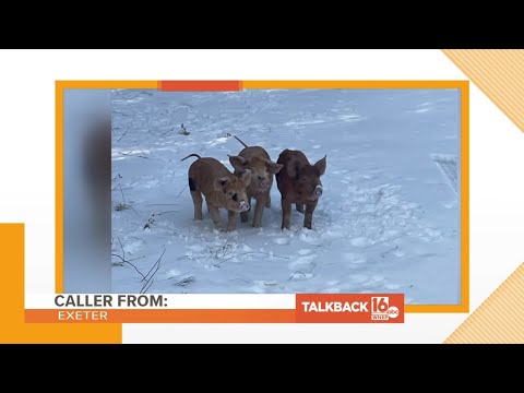 Calls about three little pigs in Pike County | Talkback 16