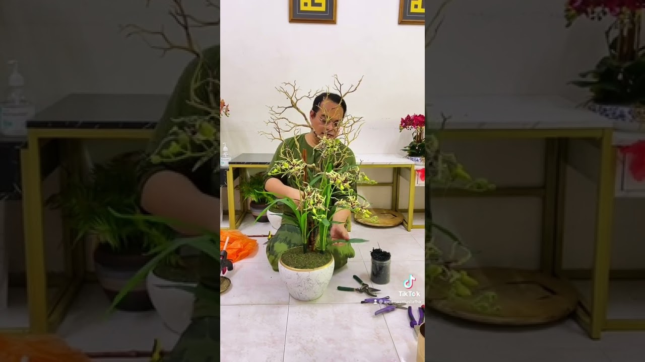 Brassia spider orchid @awienazmustafha4440 thank you for subscribing my channel