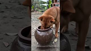 World Class Comedy 😂 camedy shorts videos #shorts #funny #comedy #viral#trending