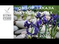 Обзор заказа луковичных. Осень 2020