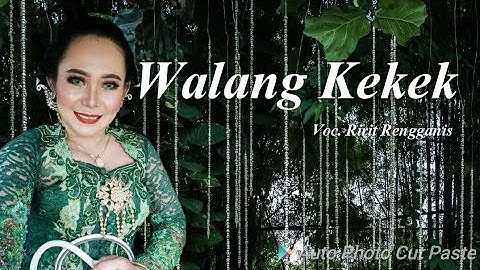 Walang Kekek || Voc. Ririt Rengganis