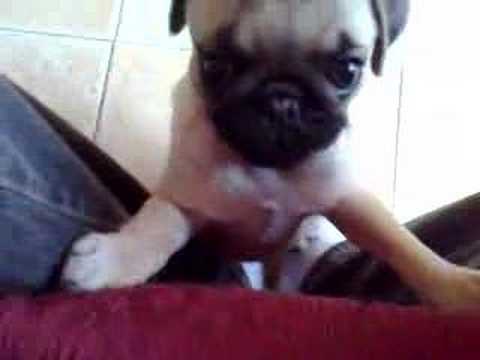 Carlino Incazzato Youtube