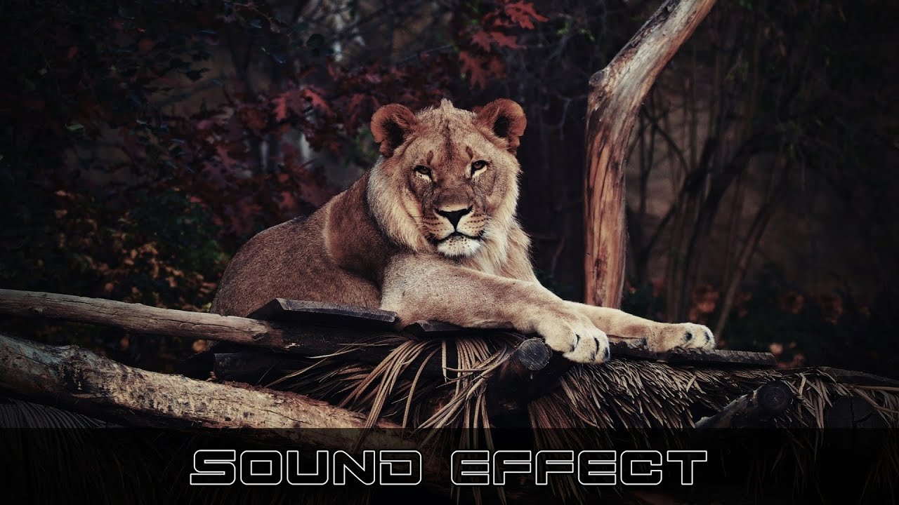 Wildlife | Lion Roar CU 36 | No Copyright Lion Sound Effects