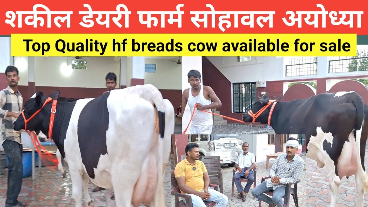 Shakeel dairy farm पर टाॅप क्वालिटी की HF ,crass breads  cow available for sale || shakeel dairy