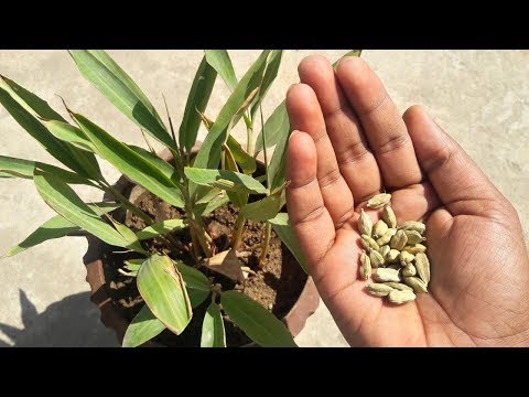 How To Grow Cardamom Plant | घर पे उगाए  इलायची का पौधा |TERRACE GARDEN