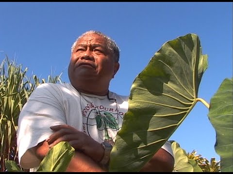Lauloa Ke‘oke‘o Plant Descriptors – with Jerry Konanui