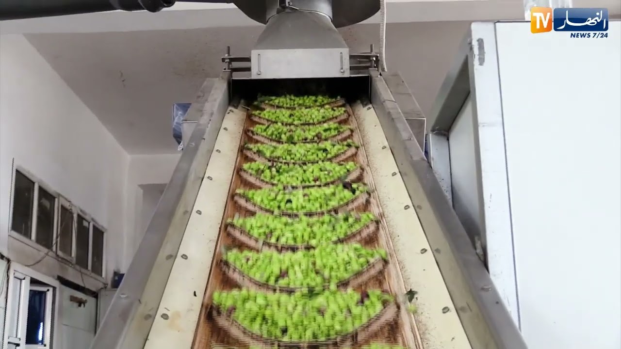 خنشلة : جني الزيتون بمنطقة تاوزيانت والتحضير لتصدير زيتها إلى السعودية