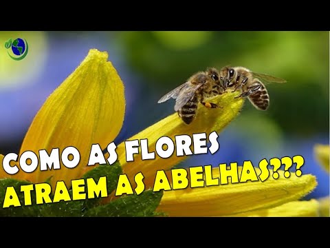 Vídeo: Quais narcisos são bons para as abelhas?
