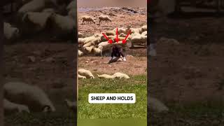 🐑 Tourist Grabs a Sheep… But the Alabai Guardian Reacts Instantly! 😱🔥