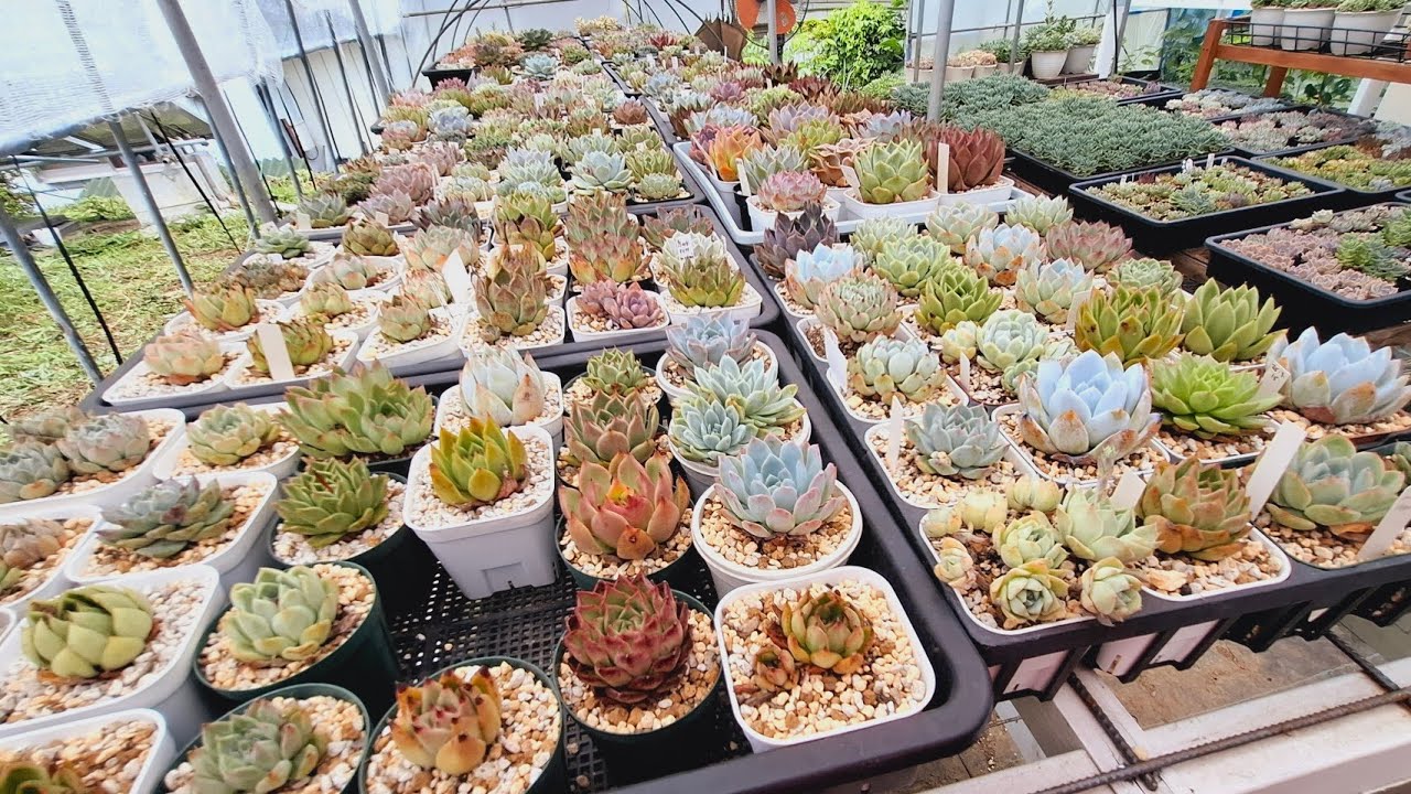 Greenhouse Succelent collection  update. Succelent faces duringsummer.