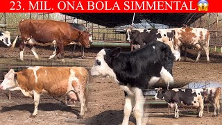 17.MIL. DAN 25. MIL. GACHA!.  23. Mil. Ga Simmental🤝😲📞 77-002-22-81