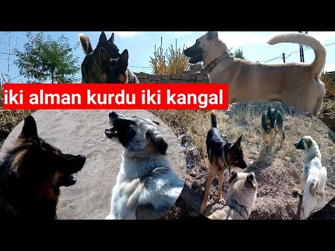 (İKİ ALMAN KURDU)KANGAL BOZO KURT CESUR KAVGA