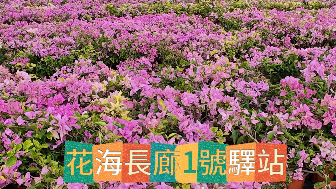 橫琴花海長廊1號驛站 