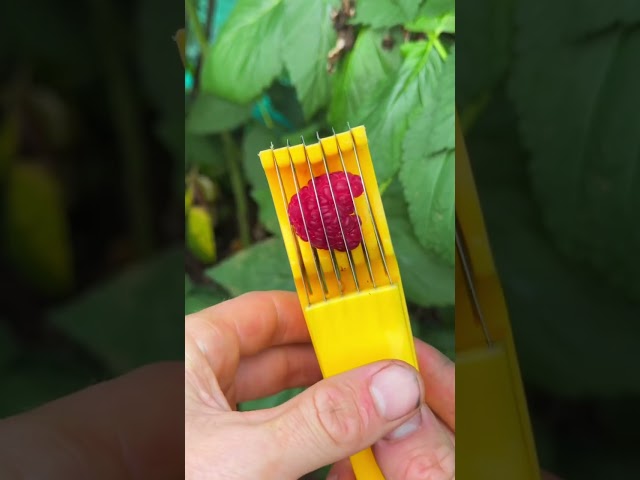 Best raspberry lifehack 😍