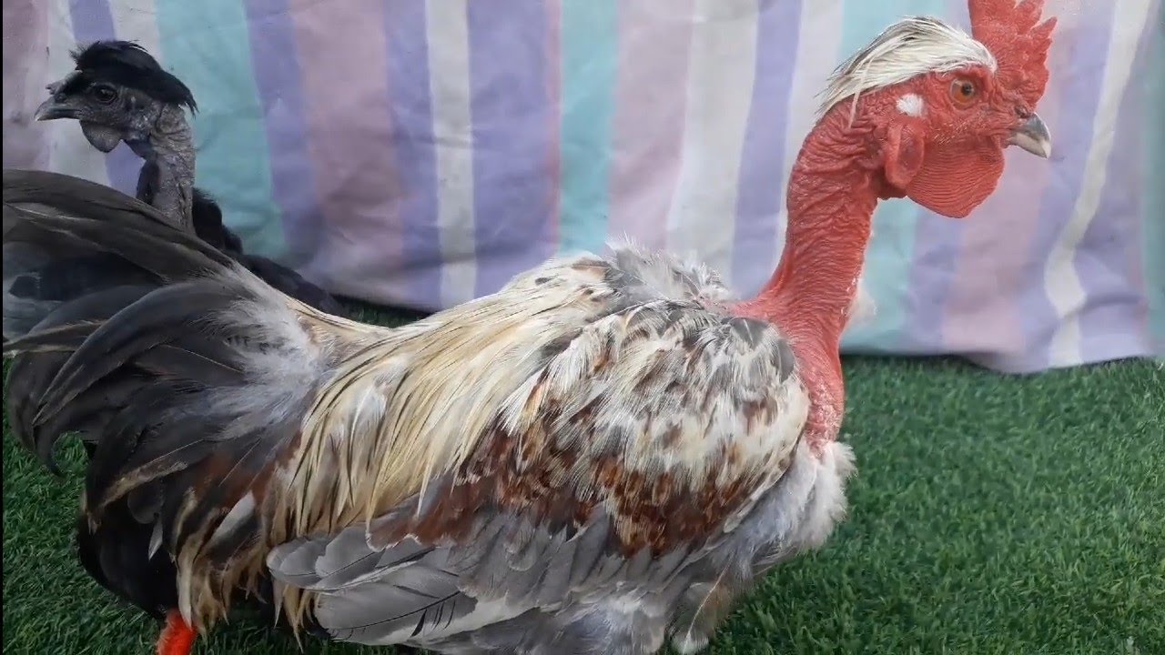 دجاج ابو ركيبة كوجن. naked neck hens