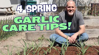 4 Tips for Spring for Your Best Garlic Harvest Ever!