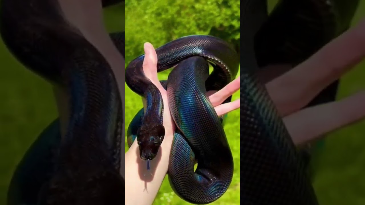 Rainbow snake 