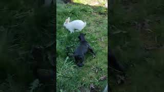 #Presa pup meets giant white rabbit.