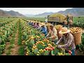???? 30+ Cosechas Récord: Cómo los Agricultores Logran Producciones Gigantes que Asombran al Mundo