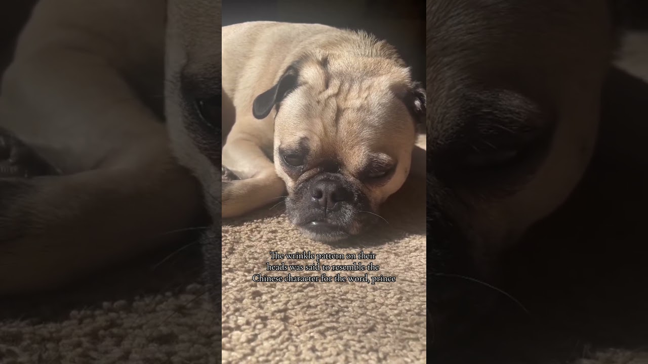 Here are some facts about pugs! 🇨🇳 