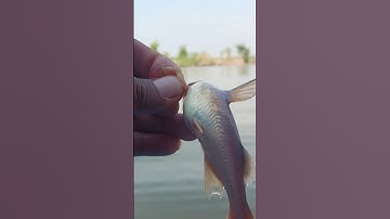 Câu tôm dính cá út thả tiếp#cautom#song#chê miền tây